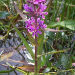 20090615_Lythrumsalicaria