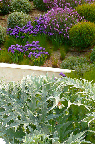 Cynara cardunculus, Iris germanica, Stipa tenuissima, Erysimum ‘Bowles Mauve’, Salix purpurea nana, Lavandula off, Teucrium fruticans