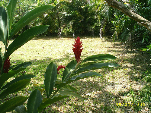 Jardin tropical