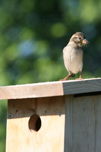 Chickadee