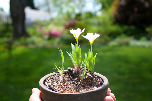 iris_cristata_alba_bloom2