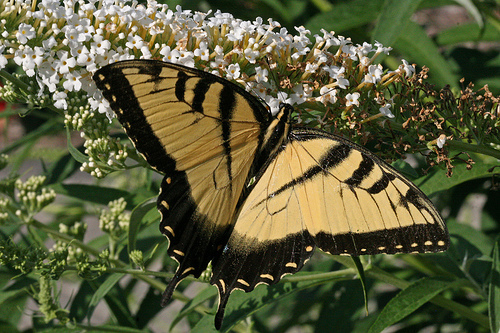 Eastern Tiger Swallowtail Butterfly