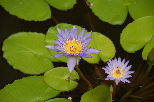 Water Lillies on Koh Samui