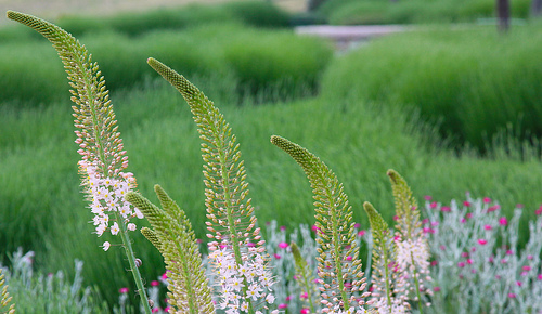 Jardín Salamanca. Junio 2011