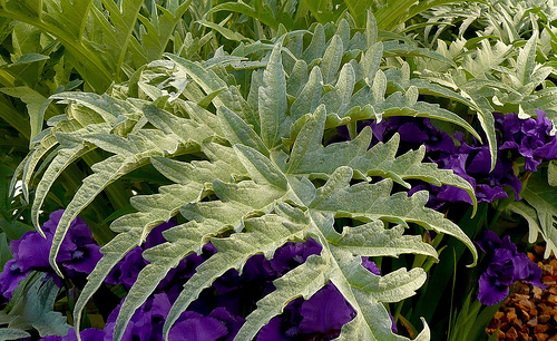 Cynara cardunculus, Iris germanica