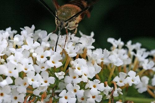 Hummingbird Clearwing Moth – Common Clearwing