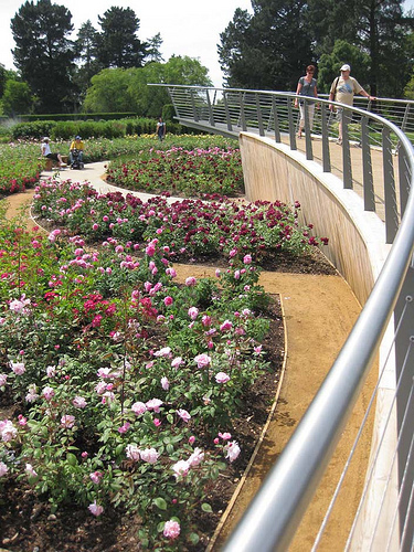 Wilson McWilliam Savill Rose Garden 1