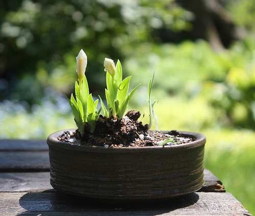 iris_cristata_alba