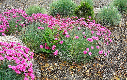 Dianthus gratianopolitanus, Festuca glauca, Pinus mugo, Dictamnus albus