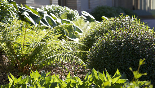 Jardín en El Montecillo. ( Madrid ) Mayo 2011