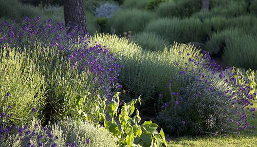 Jardín Madrid. Junio 2011