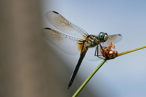 Dragonfly