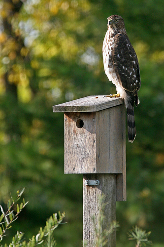 Cooper’s Hawk on Bird Box