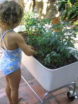 Food Map container planting
