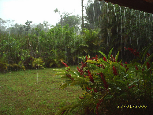 Rain Forest