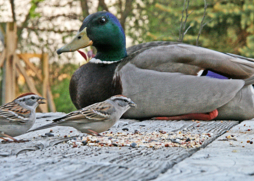 Mallard Duck