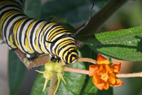 Caterpillar – Monarch Butterfly