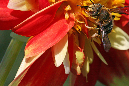 Bee & Flower