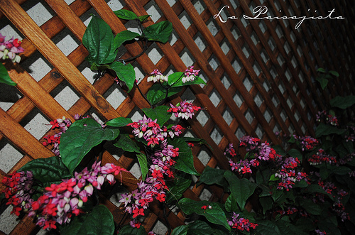 Clerodendrum