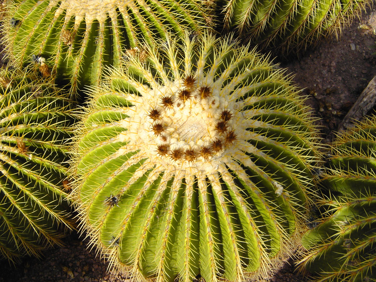 AZ – Barrel Cactus