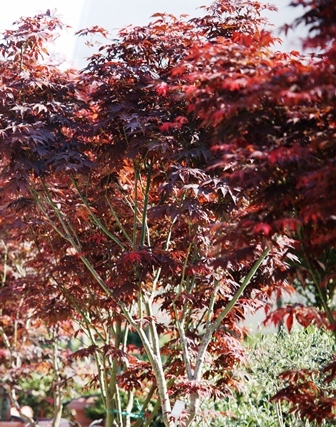 Acer palmatum ‘Bloodgood’