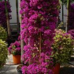 BougainvilleaglabraSanderianaeBougainvilleaglabraSanderianaVariegata