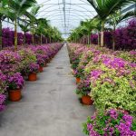 BougainvilleaglabraSanderianaeBougainvilleaglabraSanderianaVariegata4