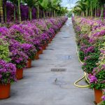 BougainvilleaglabraSanderianaeBougainvilleaglabraSanderianaVariegata5