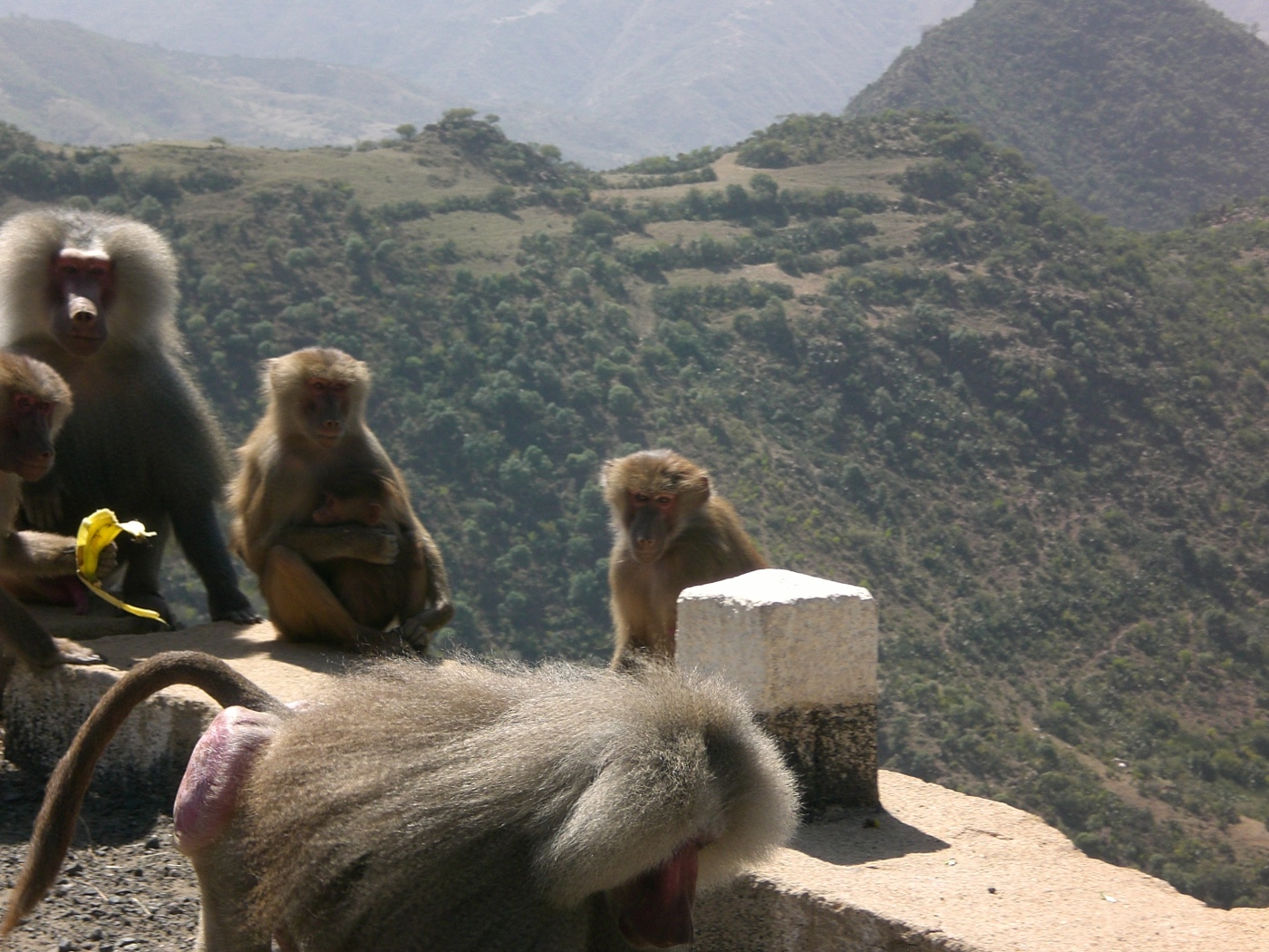 Baboons – roadside from Asmara to Masawa