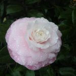 Camellia_japonica_Nuccios_Pearl10