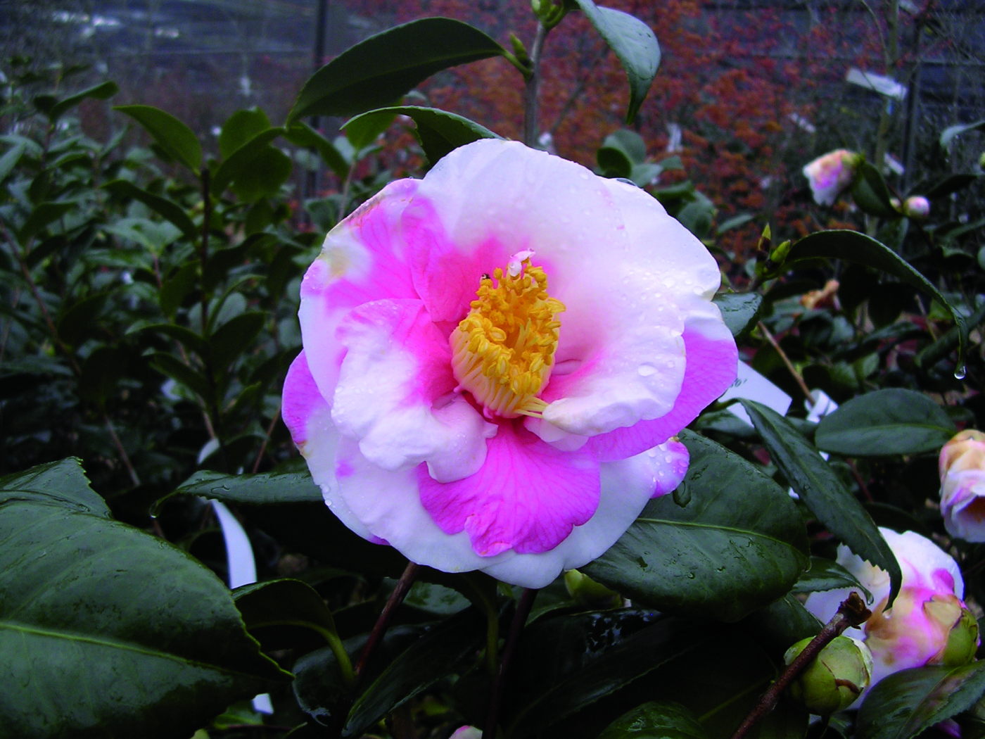 Camellia japonica ‘Ciudad de Vigo’