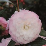 CamelliajaponicaNucciosPearl8