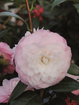 Camellia japonica ‘Nuccio’s Pearl’