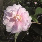 CamelliasasanquaJeanMay6