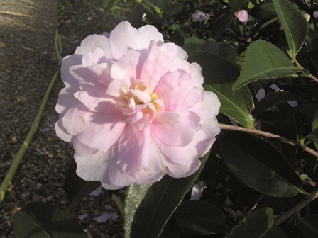 Camellia sasanqua ‘Jean May’