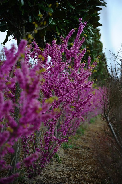 Cercis avondale