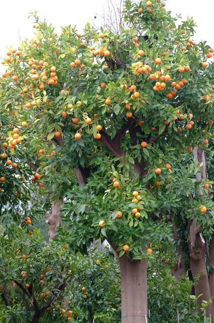 Citrus aurantium ‘Bigardia’