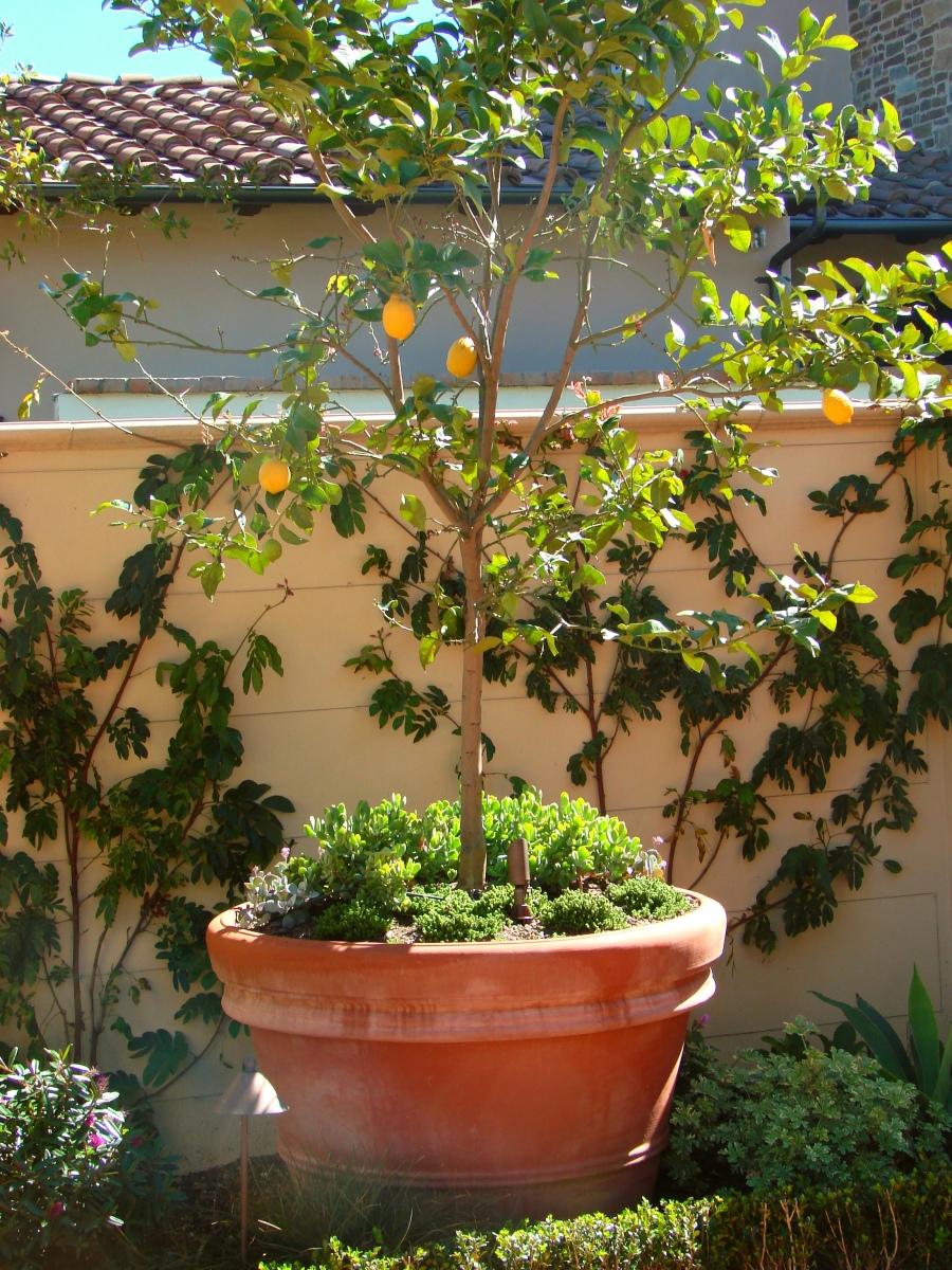 Citrus in Pottery