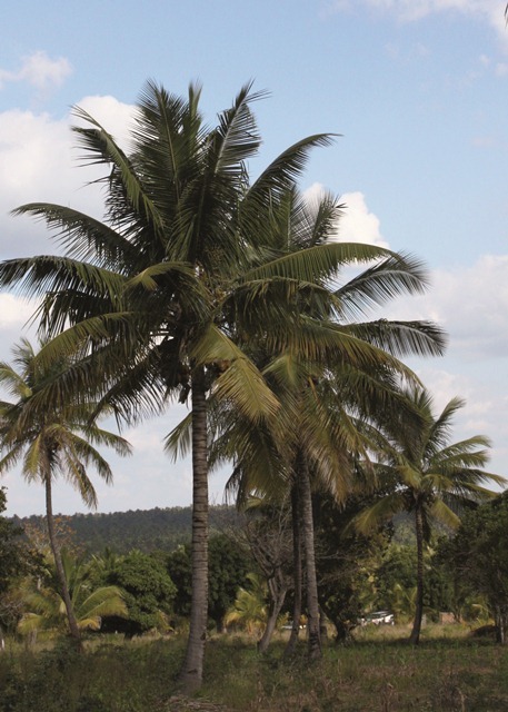 Cocos nucifera