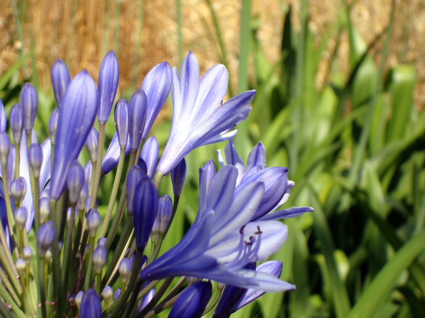 Hanbury Botanical Garden