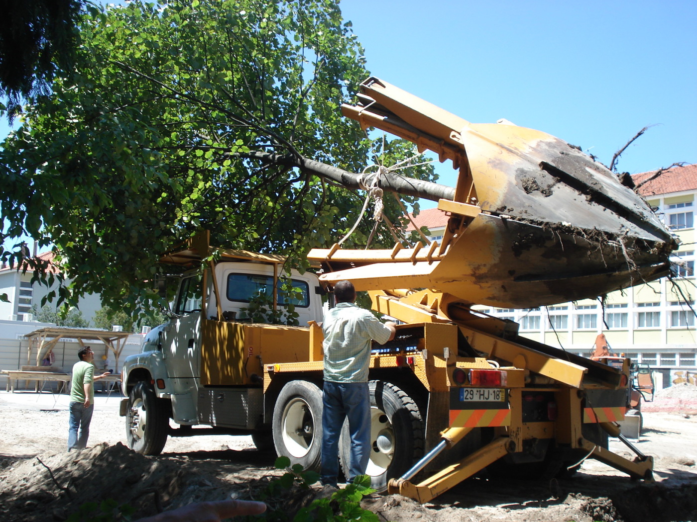 tree transplant