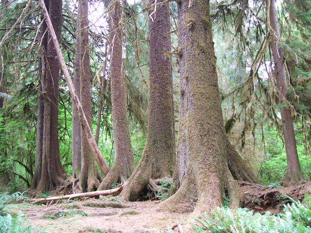 Mt. Rainier National Park – Seattle, WA