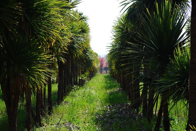 Dracaena purpurea