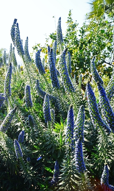 Echium candicans