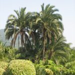 Encephalartos