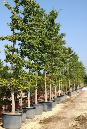 Ginkgo biloba