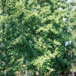 Ginkgobiloba_3