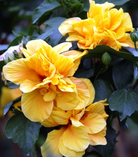 Hibiscus rosa-sinensis ‘Full Moon’