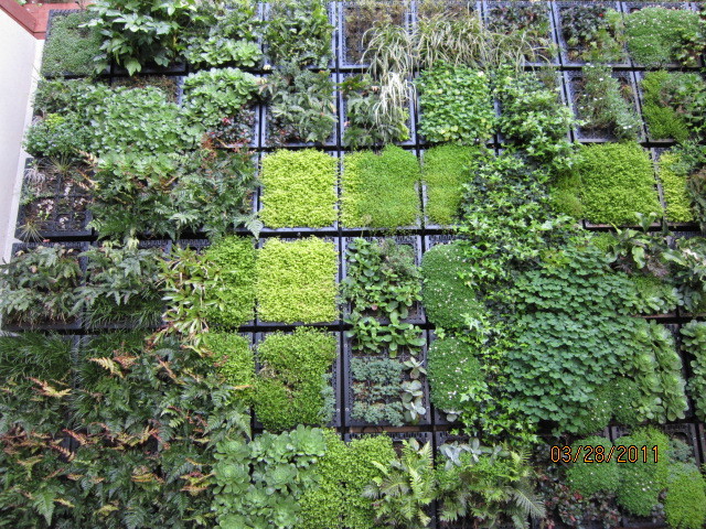 residential vertical garden wll- 4months after planting