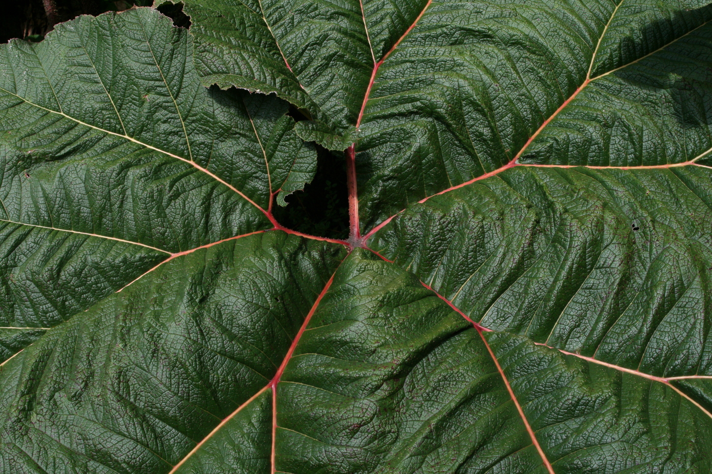 ‘Spiny’ elephant ears – Poas, CR